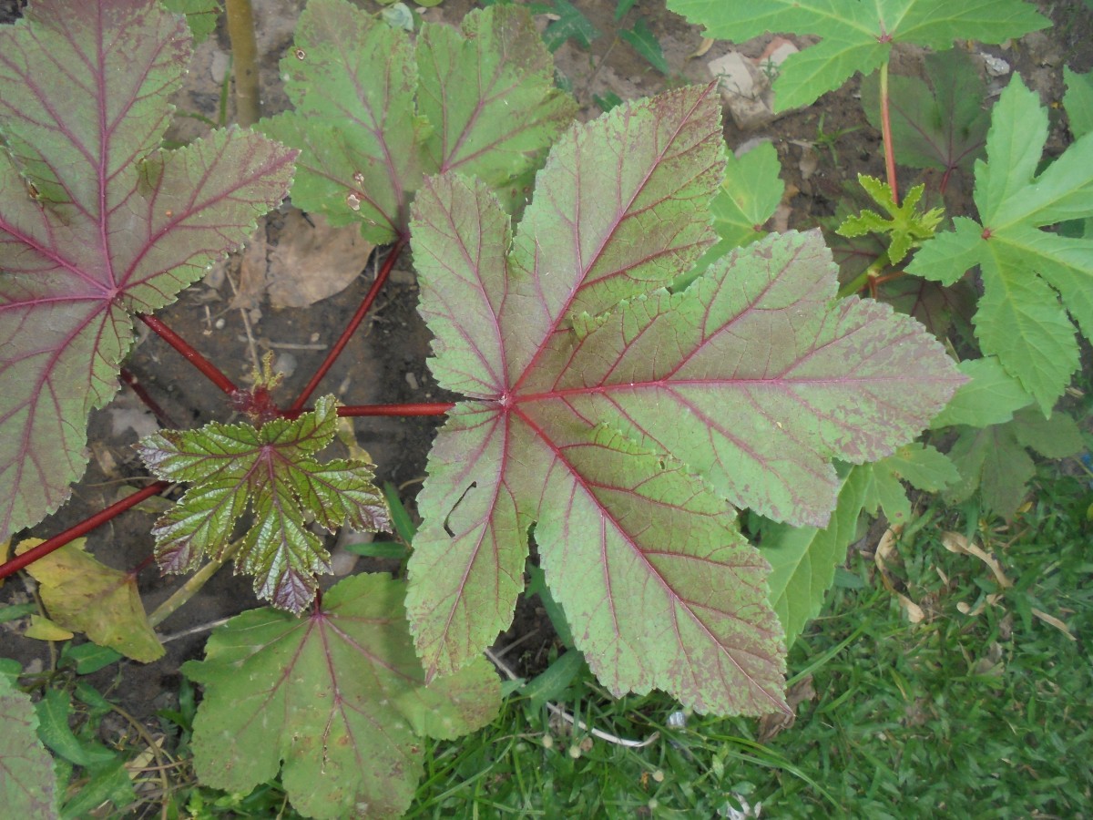 Abelmoschus esculentus (L.) Moench